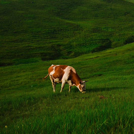 Sustainability